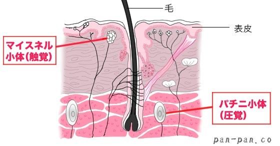 乳首イキはできる？チクニーで乳首を開発する方法と気持ちいいイキ方【快感スタイル】