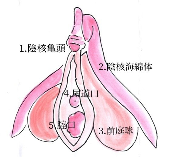 小陰唇が大きい理由について原因と対策を医師が解説【症例写真つき】｜スワンクリニック銀座