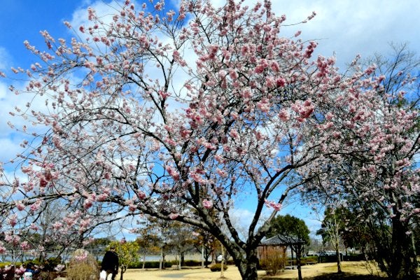 2015年2月4日 - 植物公園