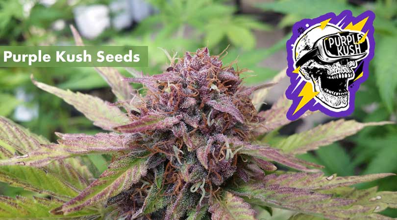 15 Purple Kush Stock Photos,