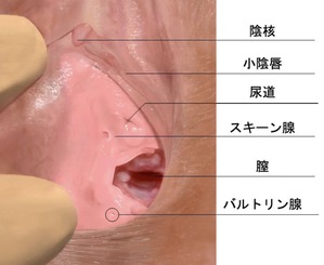 潮吹きとGスポットの密接な関係【やり方解説】女性必見！（画像つき） | 【30からの風俗アルバイト】ブログ