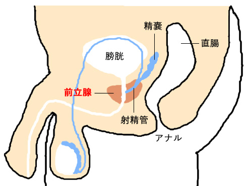 即決 送料無料 エネマグラ教典 ドライオーガズム完全マニュアル