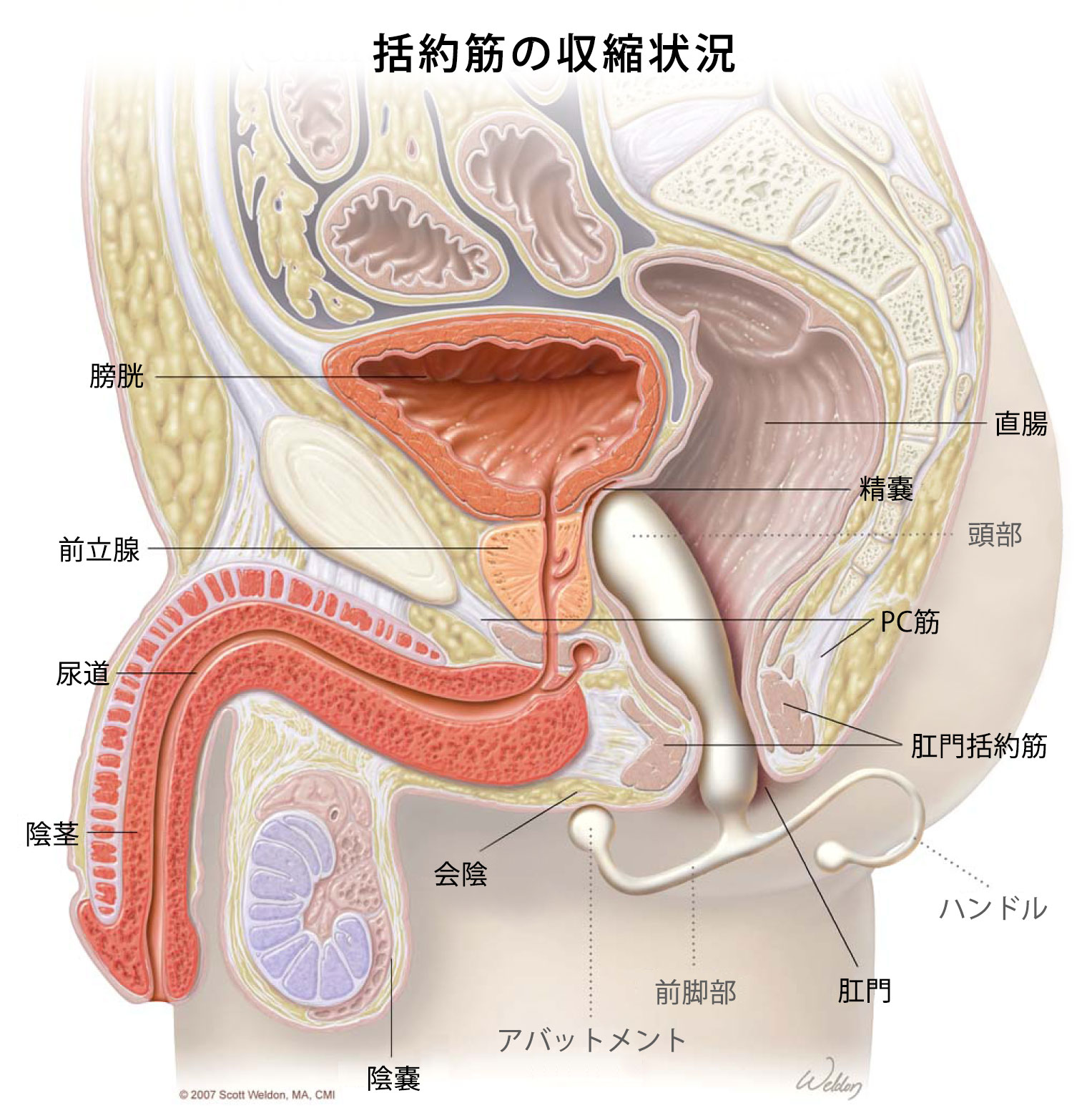 ドライオーガズムに到達できない理由｜アナニーのやり方も解説 | 現役M性感嬢ふじこのオトナ相談室【オーガズムの魔術師】が教える未知の“性感帯開発”ブログ