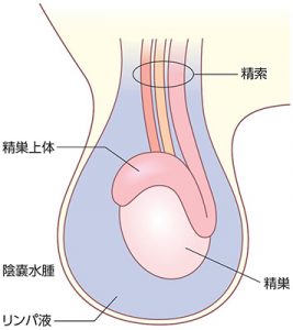 コックリング（ペニスリング）とは？正しい使い方や危険性も徹底解説【医師監修】 | 新橋ファーストクリニック【公式】