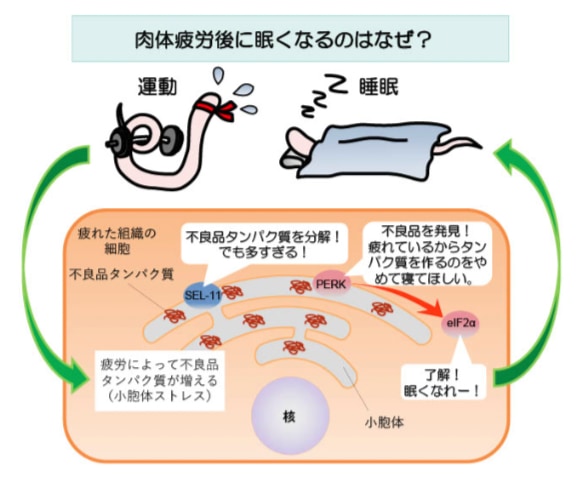 心の緊張を取る！ 力を抜くだけのリラックス法「筋弛緩法」とは？│アンファーからだエイジング【専門ドクター監修】