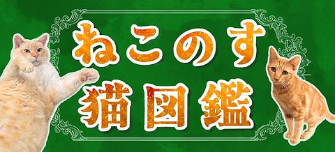 ねこのす動物保護施設（保護猫カフェ）保護のご相談承ります全国対応 | 保護のご相談