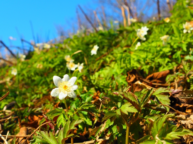 ウラホロイチゲ「北海道の花」｜Sapporo Nature Times ‐ 札幌ネイチャータイムズ