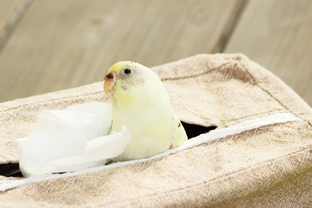 インコが大好き | おはようございます |