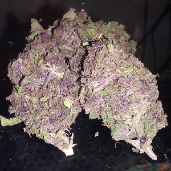 Purple Kush (Kannabia)