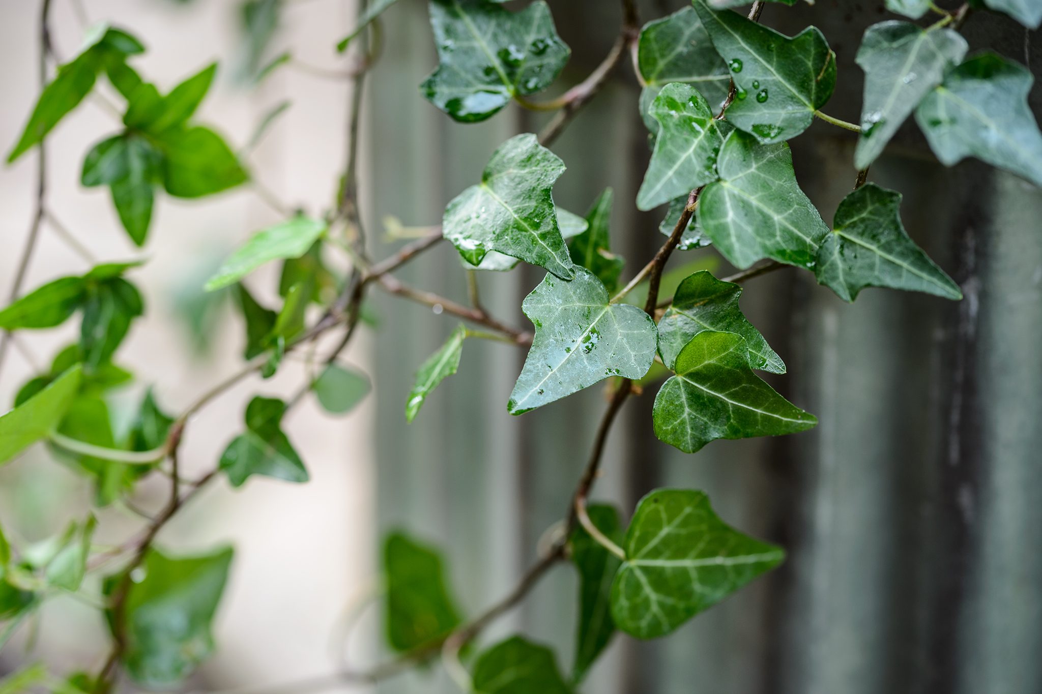 Hedera helix - Wikipedia