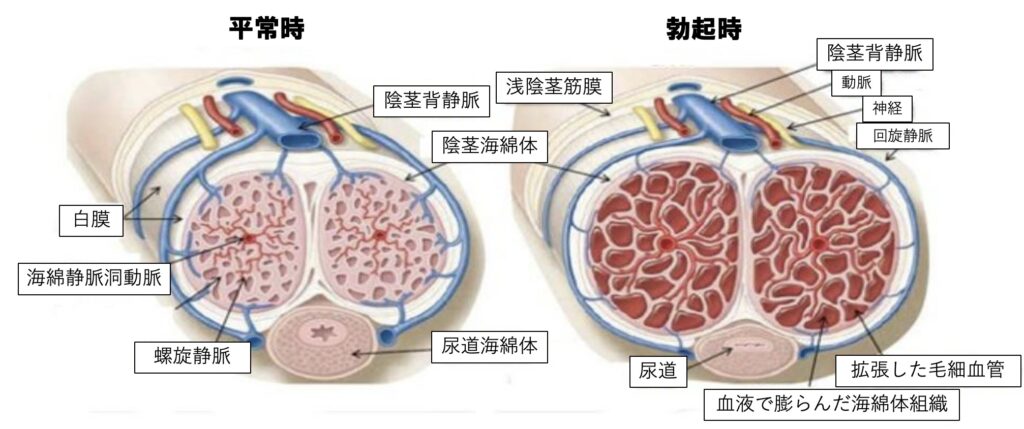 風俗で使う海綿を詳しく解説しちゃうよん♪