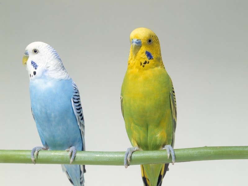 鳥の里親募集】大阪府・インコ・セキセイインコ 雌 里親様募集します（ID:2301-00739）｜ハグー