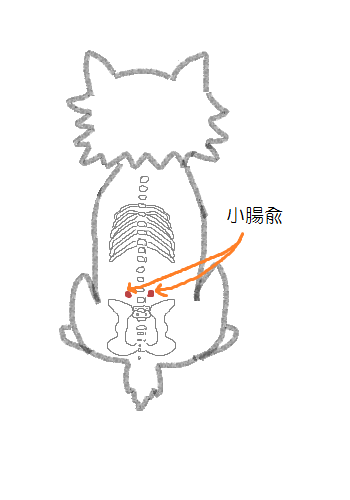 猫の便秘解消に効果的なマッサージとは？やり方と注意点について | ぽちたま薬局スタッフブログ