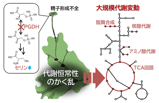 楽天市場】なごみプラス ヨーグルト味 ホスファチジルセリン サプリ