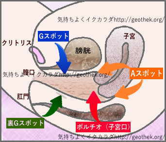 ポルチオとは？ 刺激で中イキするって本当？ 医師が教える正しい知識｜「マイナビウーマン」