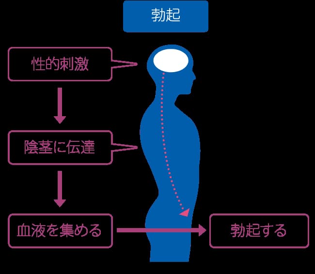 赤ちゃんプレイによる勃起不全治療を受けた彼氏 [ぺんちゃぺん] | DLsite 同人