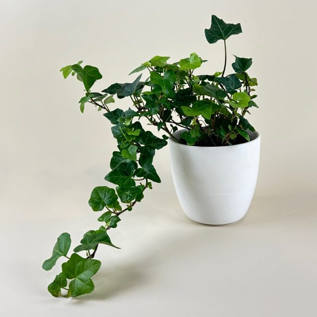 Hedera - Wikipedia