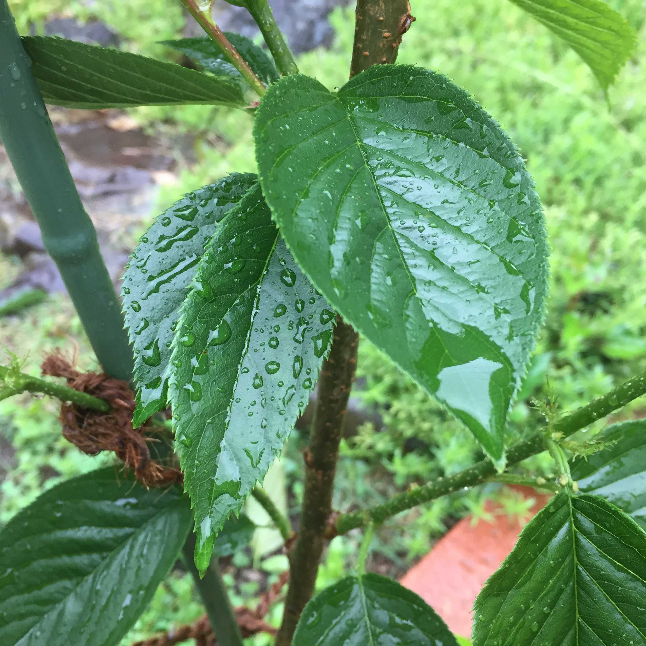 桜の生長 観察写真 - プリンセス雅（ミヤビ桜）の葉っぱが茂るまで -