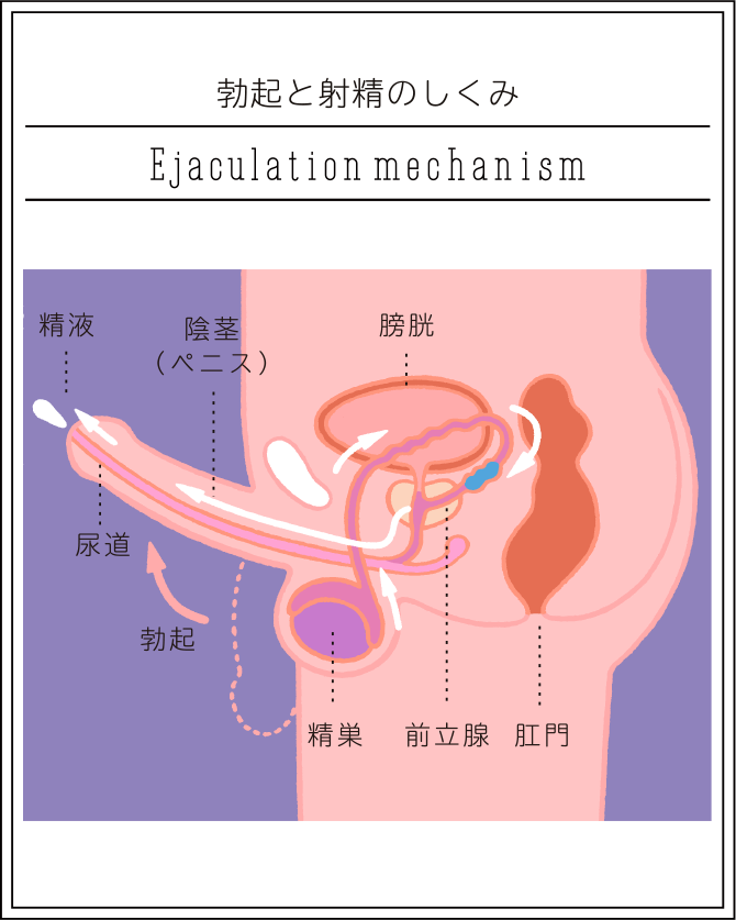 後背位（バック）のやり方を画像で解説 | 寝バック・立ちバックなども紹介 ｜