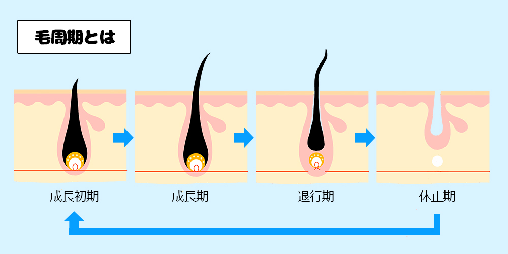 ブラジリアンワックスとビキニワックスの違い、効果持続期間や副作用について皮膚科医が解説｜ハーパーズ バザー（Harper's BAZAAR）公式