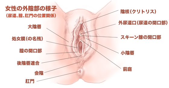 徹底解説】セックスで挿入する時の基礎知識！入れ方のコツや時間も紹介｜駅ちか！風俗雑記帳