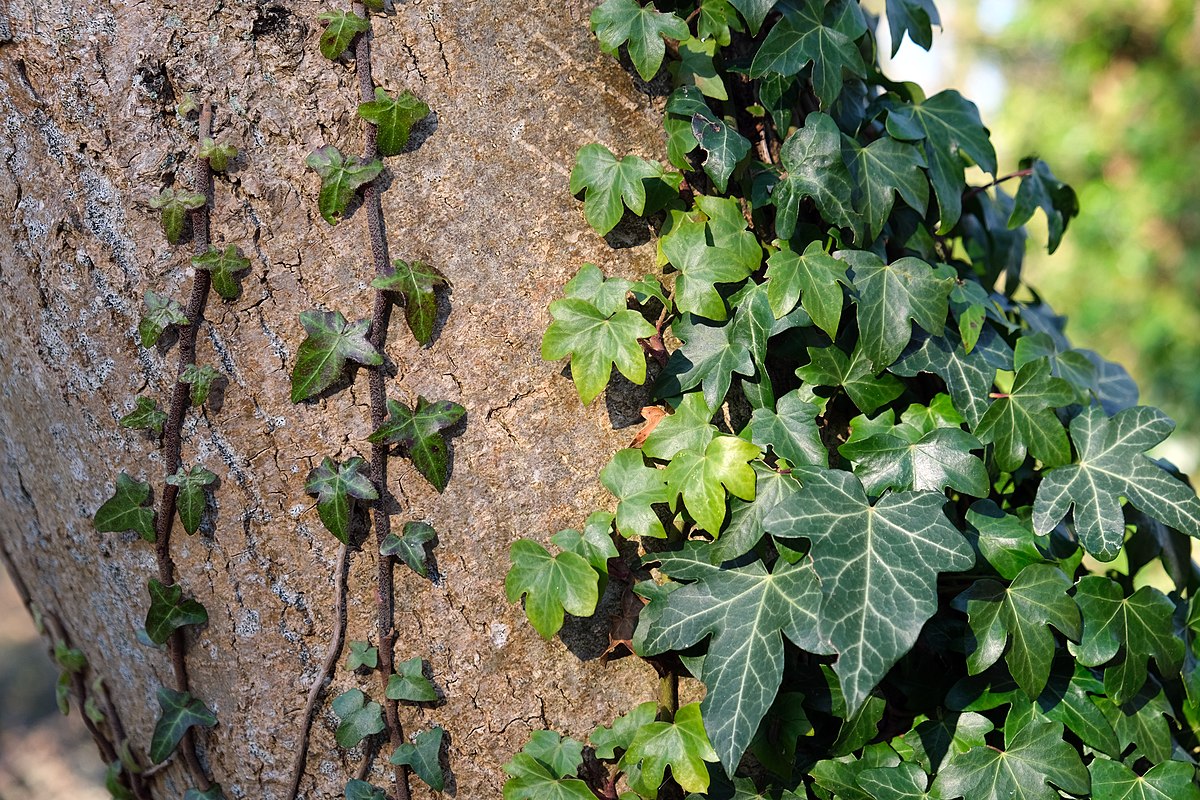 Buy English Ivy Plants