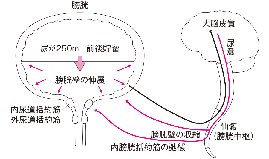 勃起と射精のメカニズム ｜ 男性不妊・メンズヘルス診療 プライベートケアクリニック東京