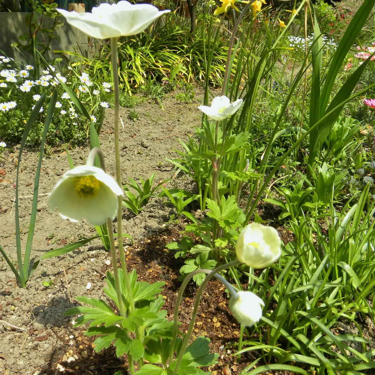 品川区】残念なお知らせです…戸越公園駅前の「anemOne cafe（アネモネカフェ）」が9/29で閉店していました |