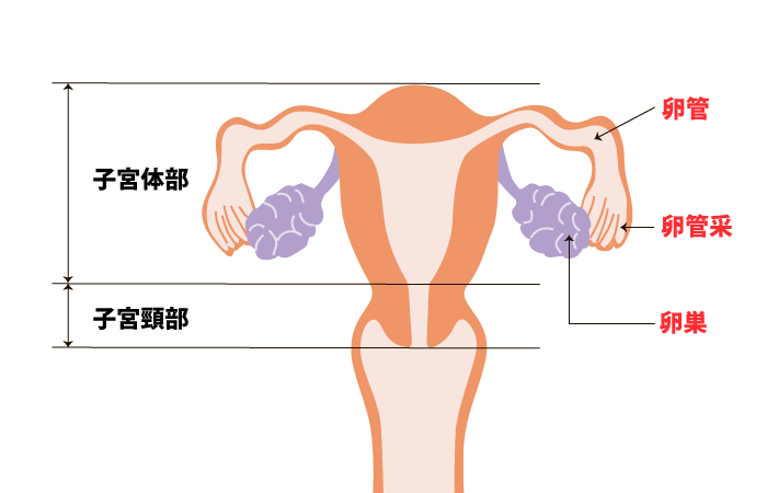 子宮頸がん検診は何をする？結果の見方は？異形成や要精密検査だった時はどうすればいいの？ | エナ女性クリニック日本橋