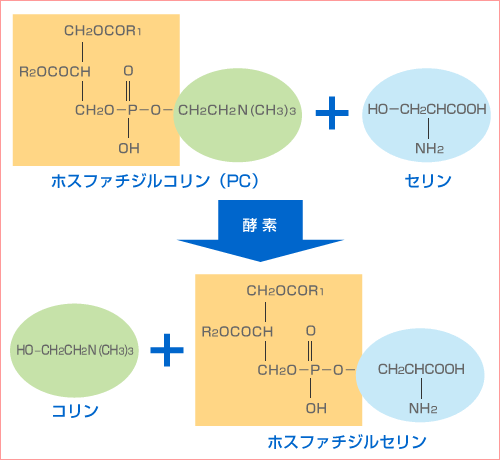 アミノ酸セリンの隠された生理機能 | 理化学研究所