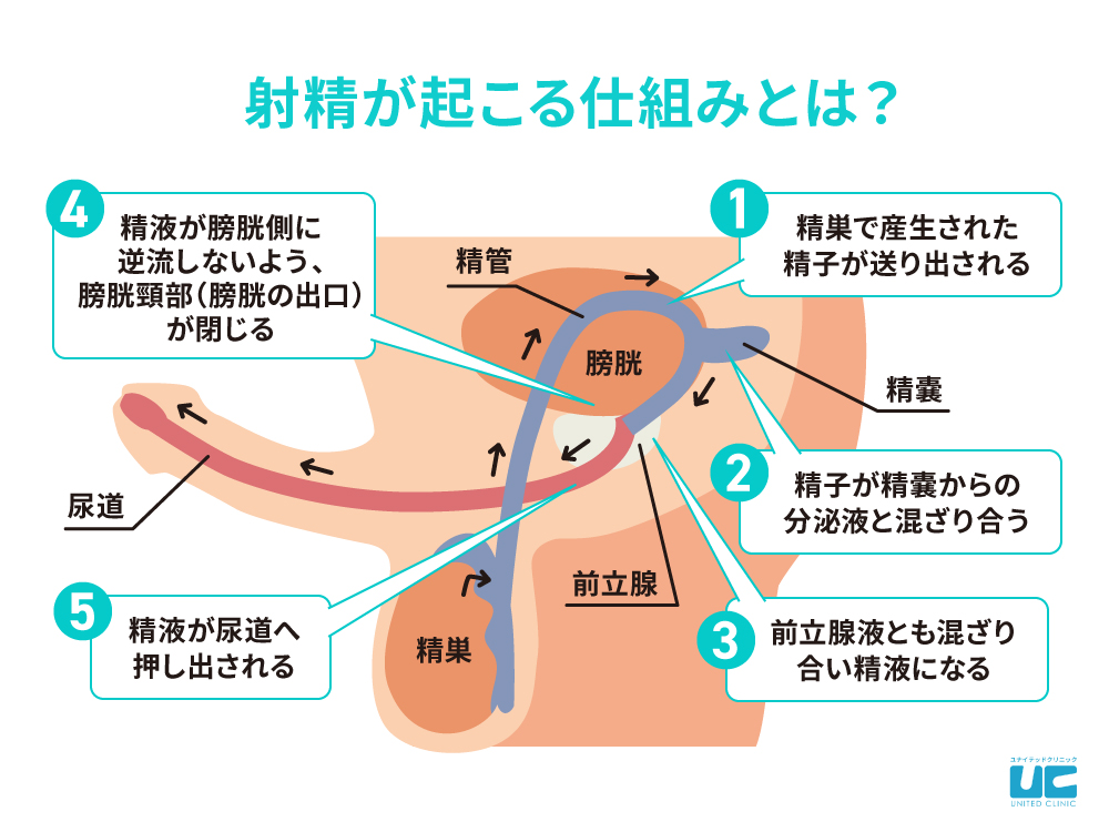 年齢と射精回数～30代までは毎日・40代50代は週に2回・60代で急激に減少 | 男性生殖器マニア