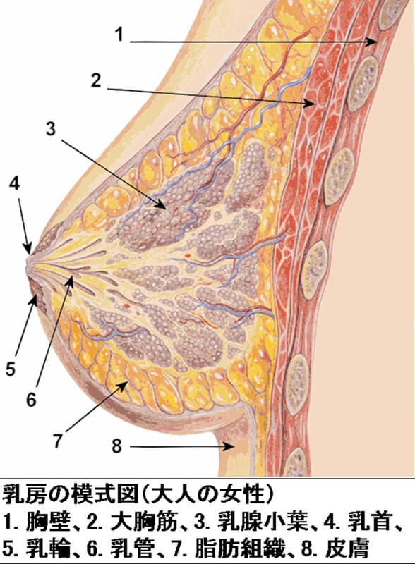 大きなオッパイはお好き？』 Kカップ！恵けいデジタル写真集 |細井智燿 | まずは無料試し読み！Renta!(レンタ)