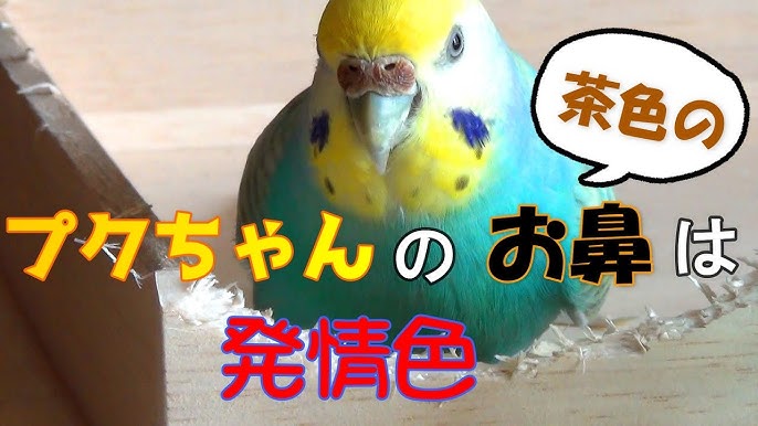 【保存版】セキセイインコが発情してしまう５つの原因