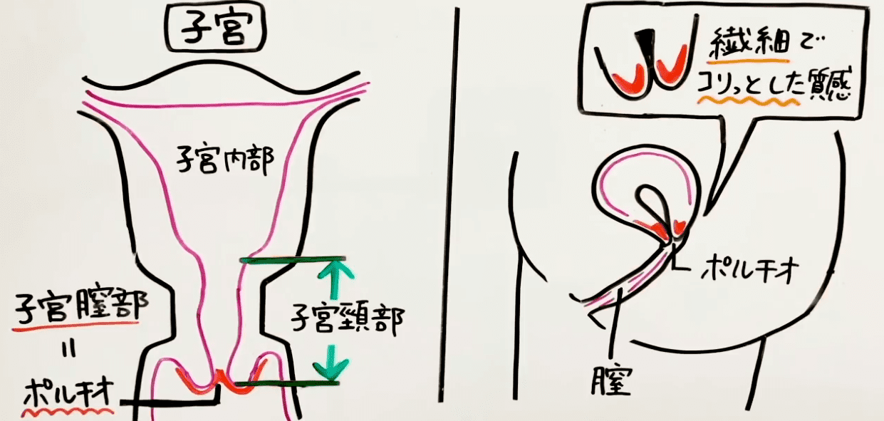 ポルチオとは？産婦人科専門医の丹羽咲江医師が子宮腟部を徹底解説します。 | 腟ペディア