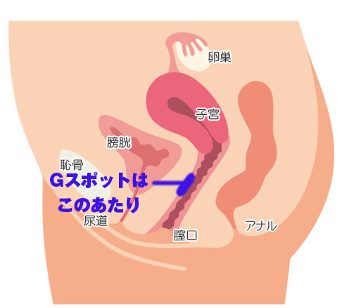 女性の「潮吹き」と「女性の射精」の明確の違いについて - 美容外科｜船橋中央クリニック&青山セレスクリニック