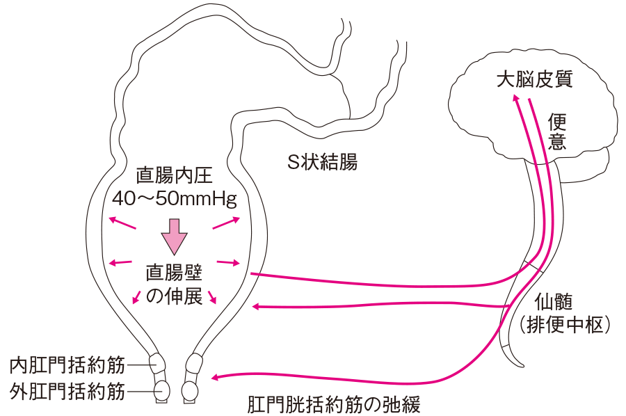 精子の製造と射精の仕組み｜【浜松町第一クリニック】