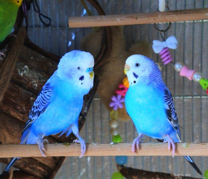 セキセイインコの発情期対策・初めての発情にも冷静に対応しよう！最短で生後６ヶ月付近が要注意・原因と対策 | 絵を描く口腔外科医KAAK studio