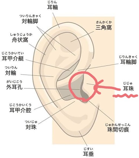 転生美少女 美術室の秘密 辻堂 めぐる(著/文)