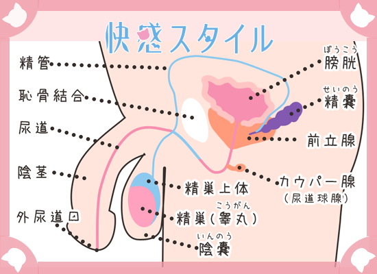 アナル愛撫のやり方！アナルイキや開発方法 - 夜の保健室