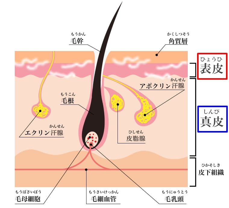 口元の女性ヒゲ・うぶ毛の処理】毛抜きで抜いてOK？ 注意点ほか紹介 | Oggi.jp