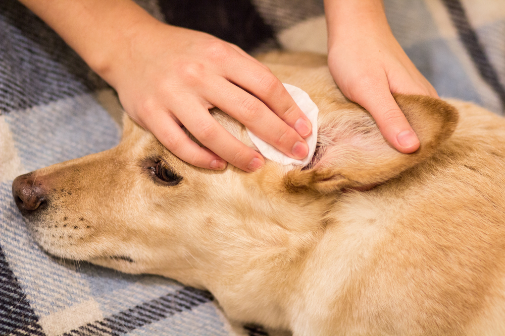 獣医師監修】犬の耳垢が黒い。この症状から考えられる原因や病気は？｜hotto（ホット）