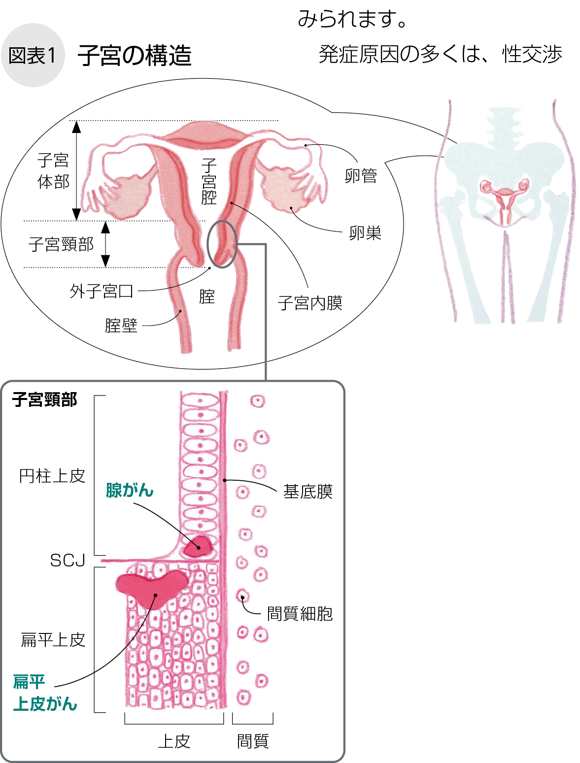 卵管の詰まりは不妊の原因。卵管鏡下卵管形成術で自然妊娠も目指せる