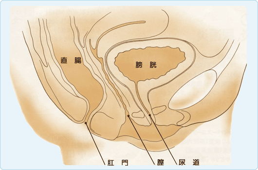 前立腺肥大症、男性更年期症、尿路結石症｜診療内容｜泌尿器科｜独立行政法人国立病院機構 京都医療センター