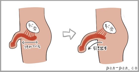 露茎を考察する ～大きさもね編～ | 西新宿杉江中央クリニック