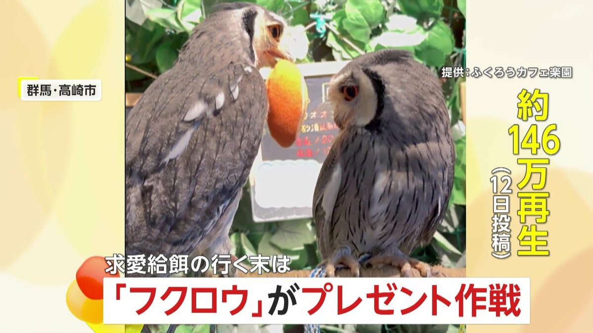 押してダメなら…もっと押す」フクロウの恋愛事情が大バズり！嫌がられてもプレゼント作戦で彼女ゲット 群馬・高崎 市「ふくろうカフェ楽園」｜FNNプライムオンライン