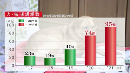 殺処分される為に生まれた訳じゃない」野犬の保護から譲渡までの長い道のり “怖くて逃げたい”警戒心強く | 東海テレビNEWS