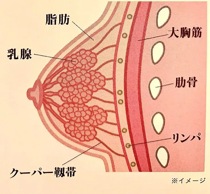 乳揉み - CLIP STUDIO ASSETS