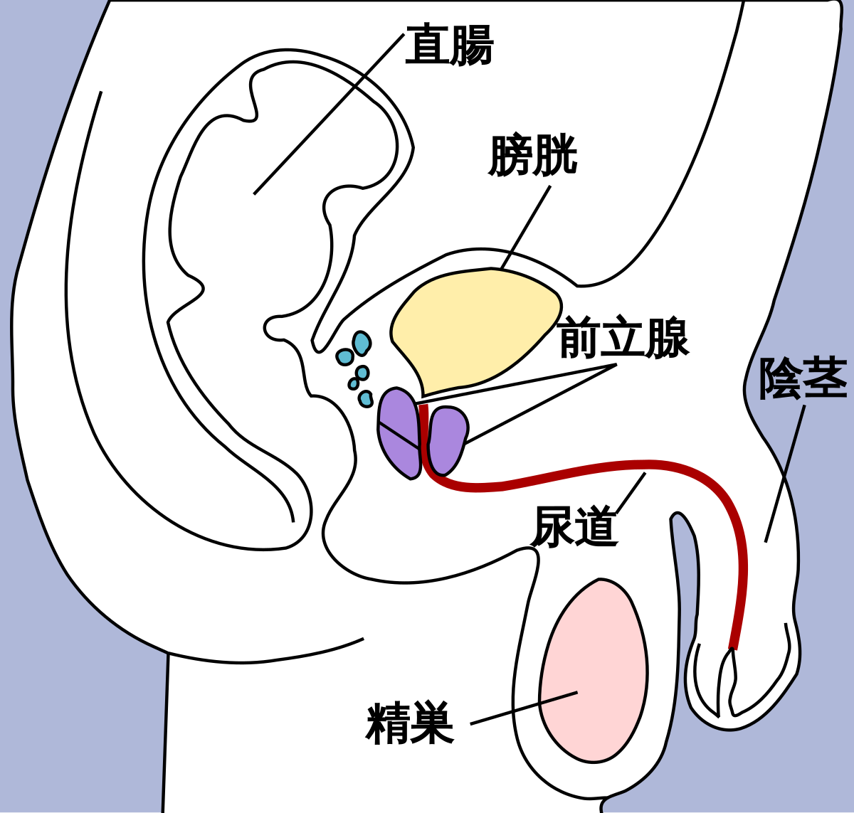 包茎の知識～仮性包茎と真性包茎 | 男性生殖器マニア