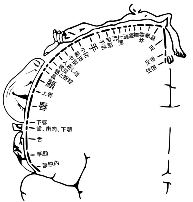 サイズや形が整ったら、乳首の色ケアにステップアップ！（バスト２４）【ラブコスメ】