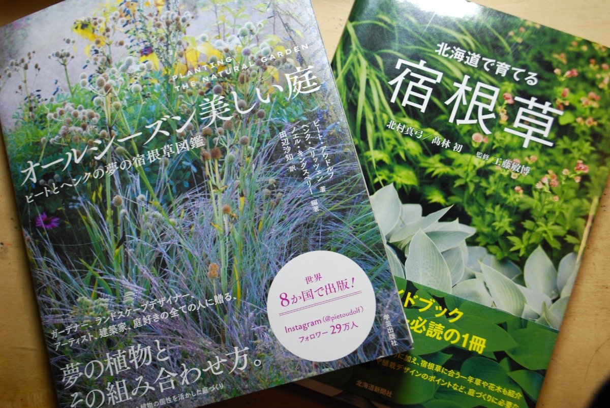 アネモネ○ポルトダブル○華やかなカラーと八重咲きで春を感じる○耐寒性球根植物 | 【公式】シャン・ド・フルール｜鹿児島の花と観葉植物のお店